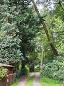 Foto: sehr schiefer Baum über Telefonleitung 